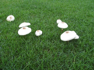 201509-mushroom2.jpg