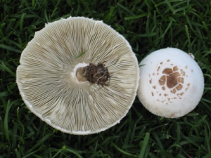 201509-mushroom3.jpg