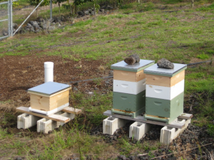 201604-bee-hives-300x225.png